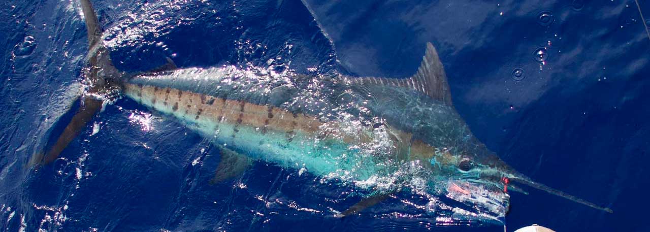 FUDO FISHING - Home of FUDO Big Game Hooks