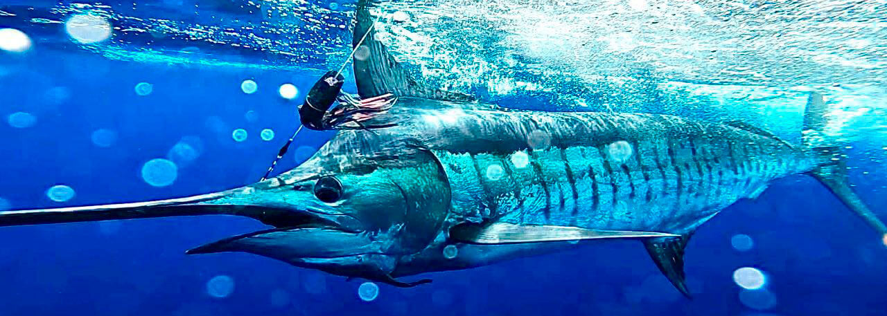 FUDO FISHING - Home of FUDO Big Game Hooks